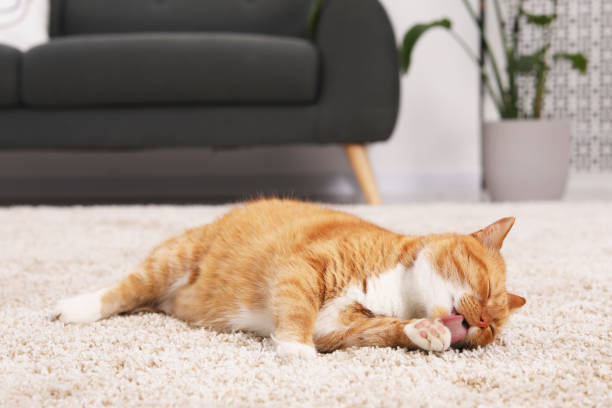 Effective Carpet Cleaning